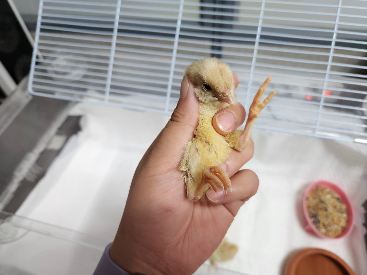 [기타축종] 병아리 이미지 파일 입니다.